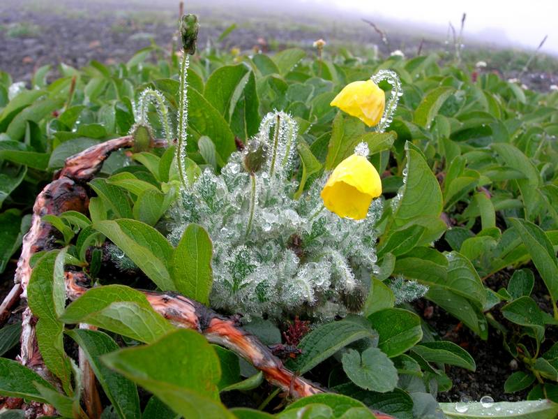 Image of Papaver microcarpum specimen.