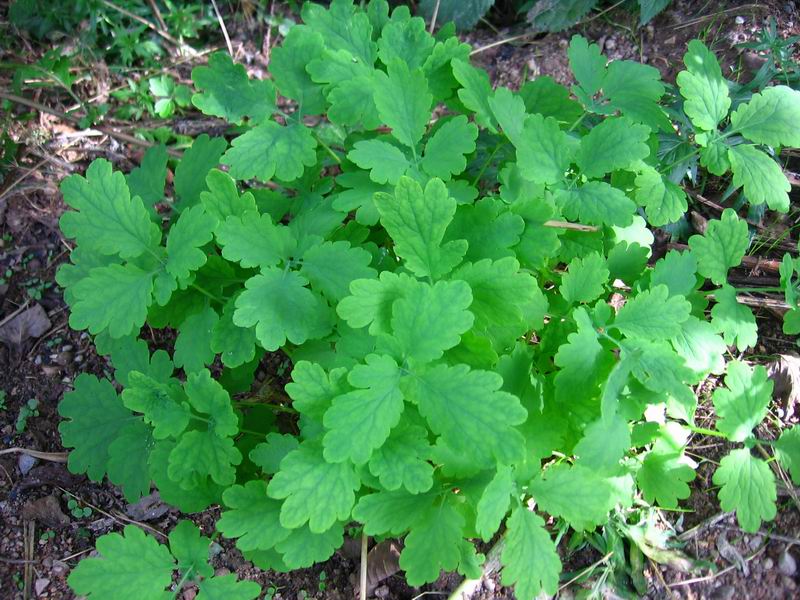 Image of Chelidonium majus specimen.