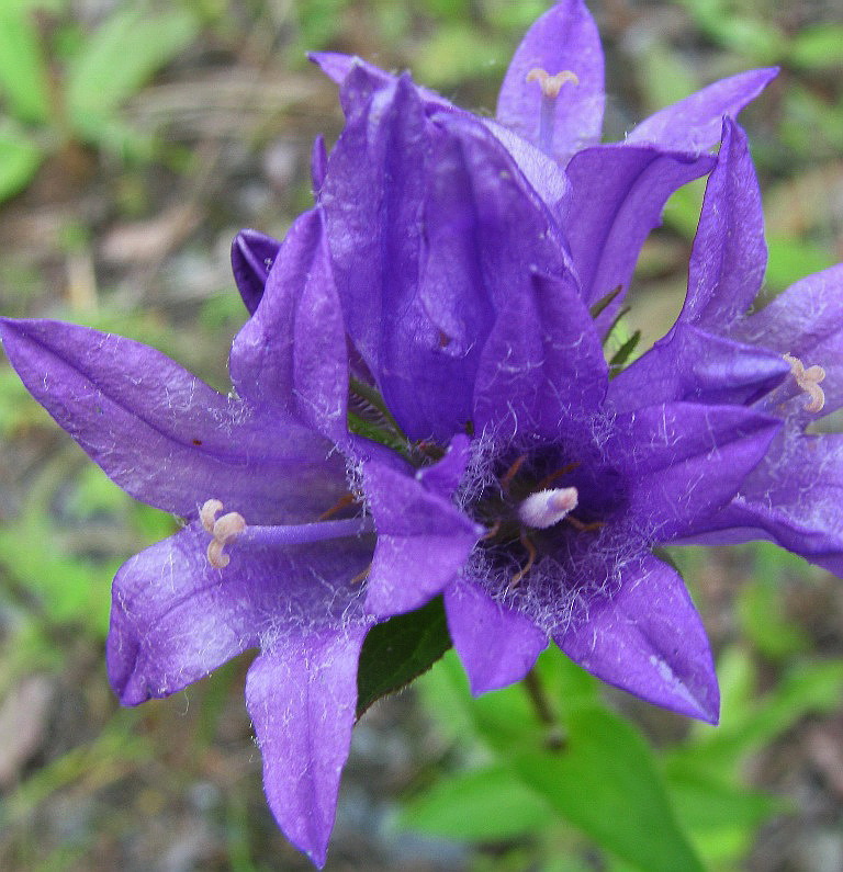 Изображение особи Campanula glomerata.