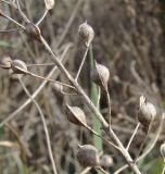 Camelina sylvestris