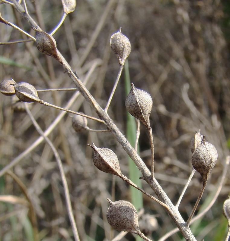 Изображение особи Camelina sylvestris.