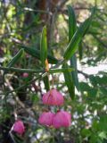 Euonymus koopmannii