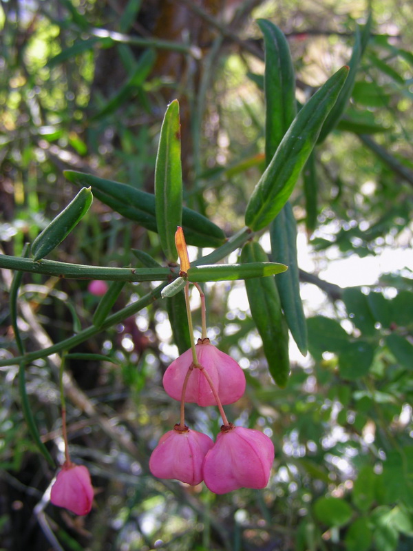 Image of Euonymus koopmannii specimen.