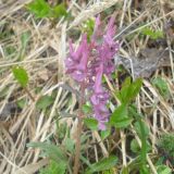 Corydalis solida