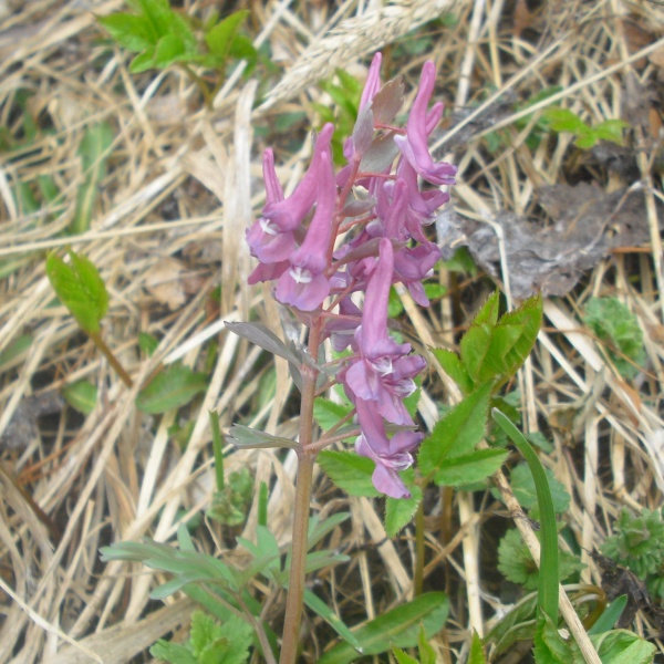 Image of Corydalis solida specimen.