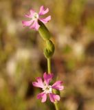Pleconax conica