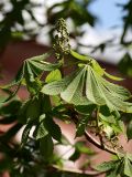 Aesculus hippocastanum