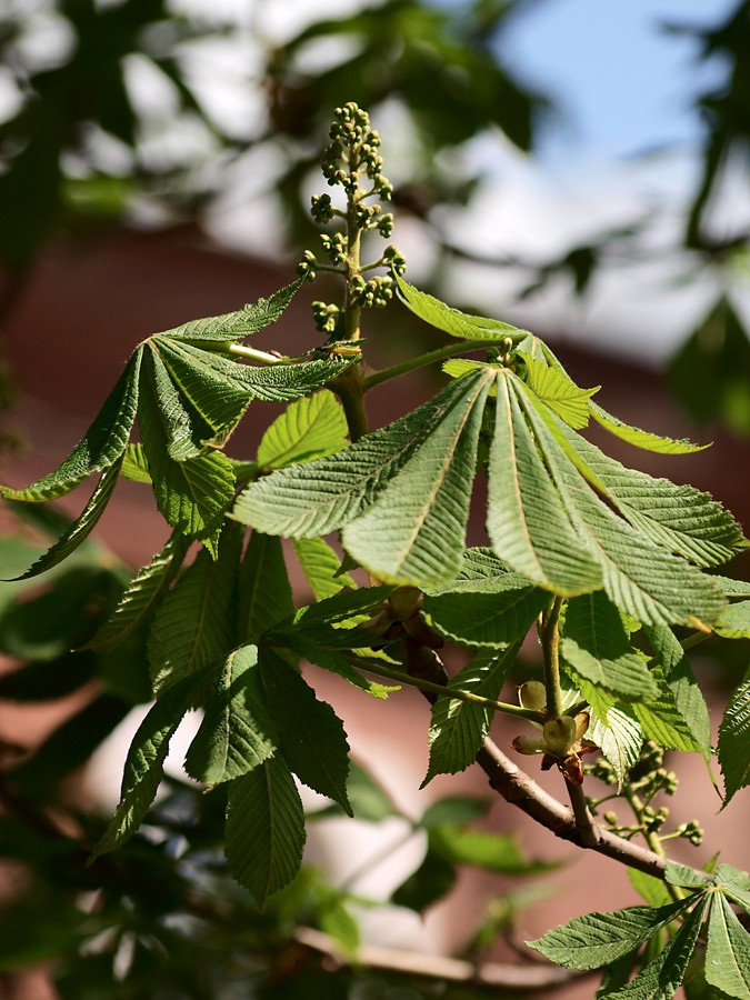 Изображение особи Aesculus hippocastanum.