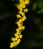 Solidago canadensis