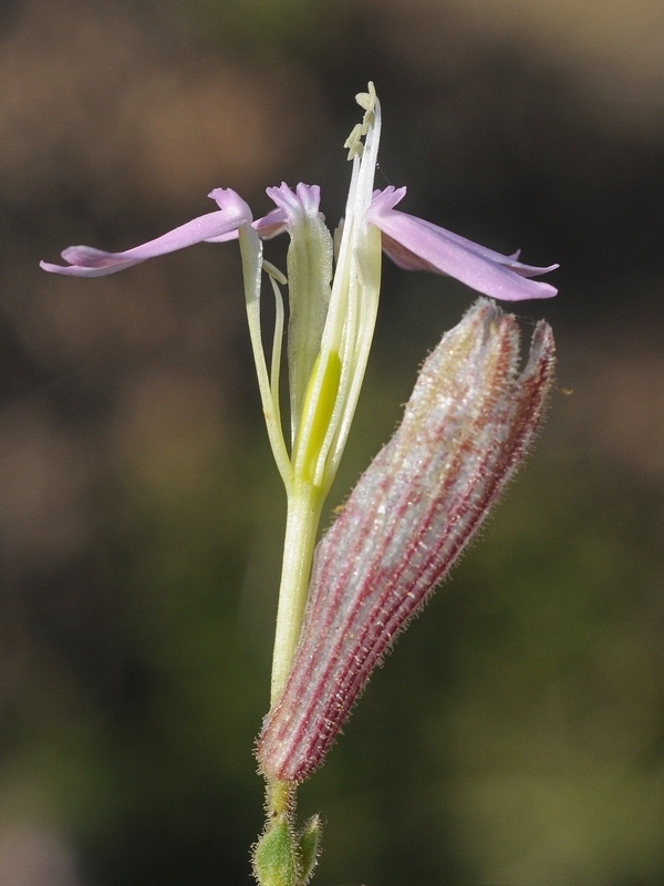 Изображение особи Silene guntensis.