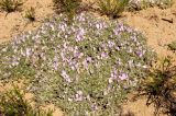 Astragalus ammodytes. Цветущие растения. Казахстан, Восточно-Казахстанская обл., Кокпектинский р-н, окр. Бухтарминского вдхр. в р-не Казнаковской переправы, Кулуджунские пески. Начало мая 2013 г.