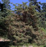 Juniperus oxycedrus