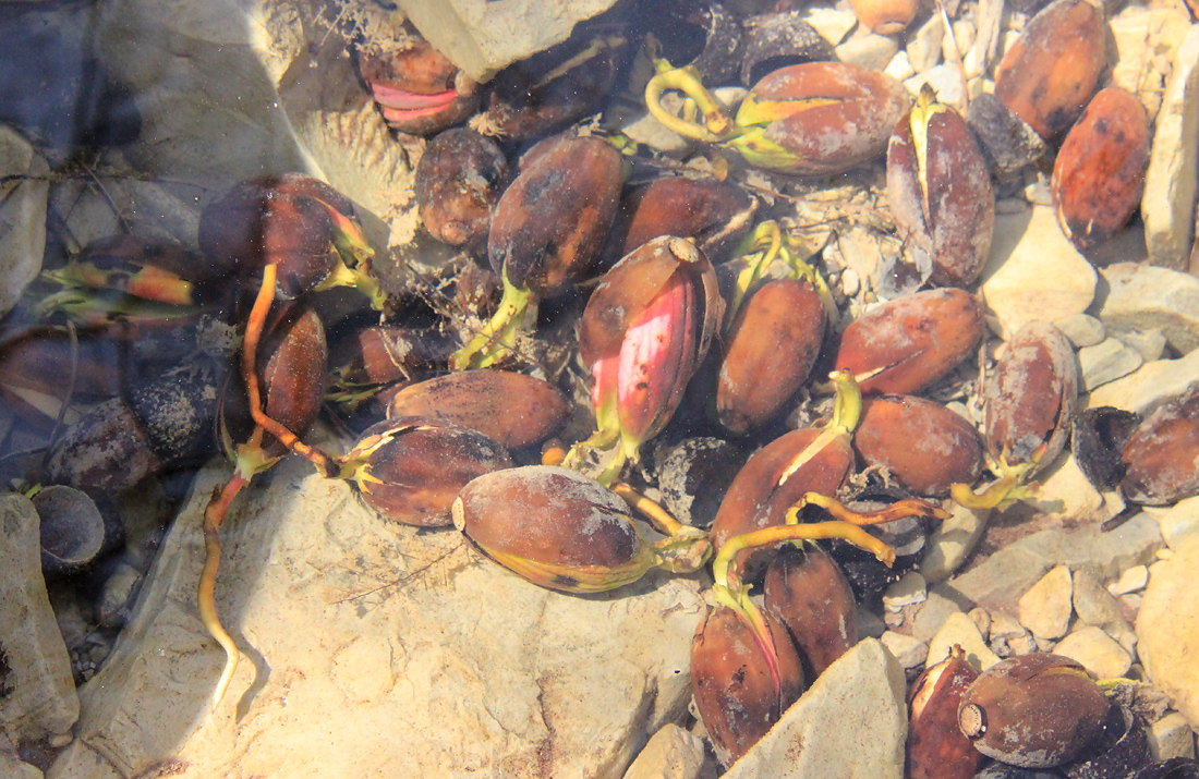 Image of Quercus pubescens specimen.