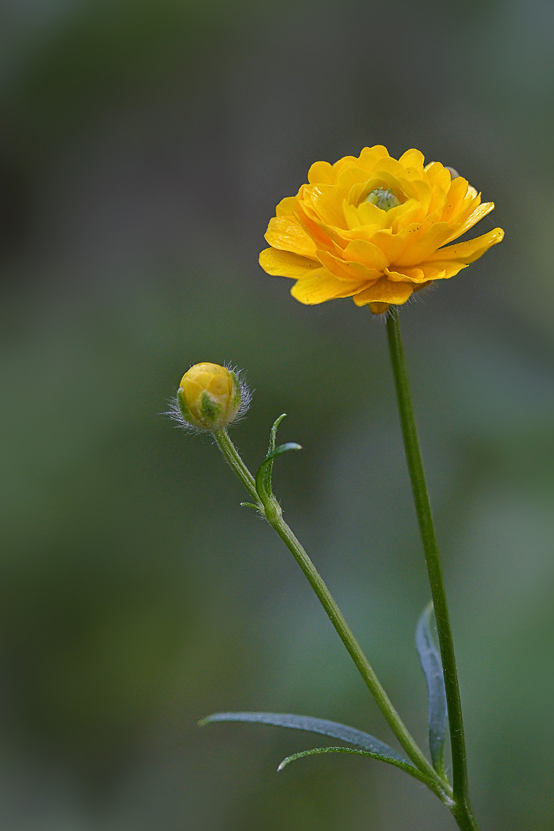 Image of Ranunculus polyanthemos specimen.