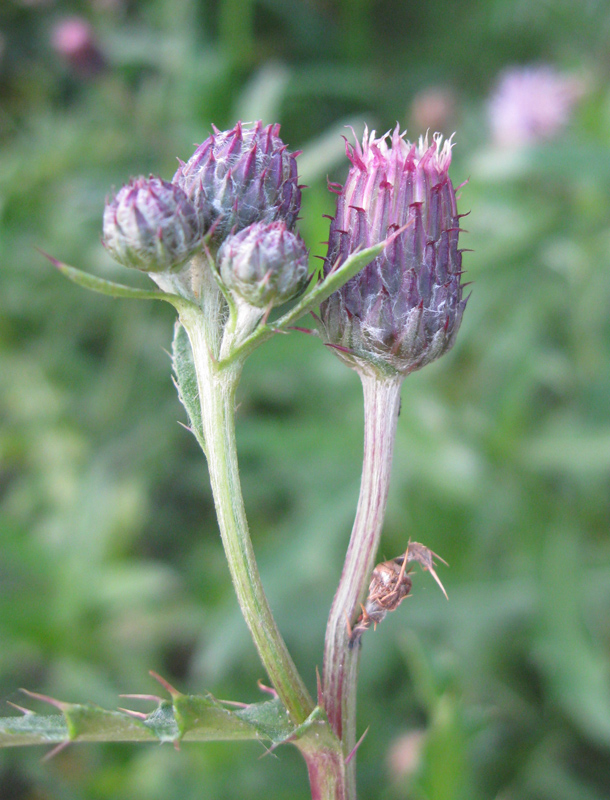 Image of Cirsium arvense specimen.