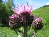 Cirsium helenioides. Соцветия. Восточный Казахстан, Южный Алтай, Маркакольская котловина, пер. Алатай. 30 июня 2012 г.