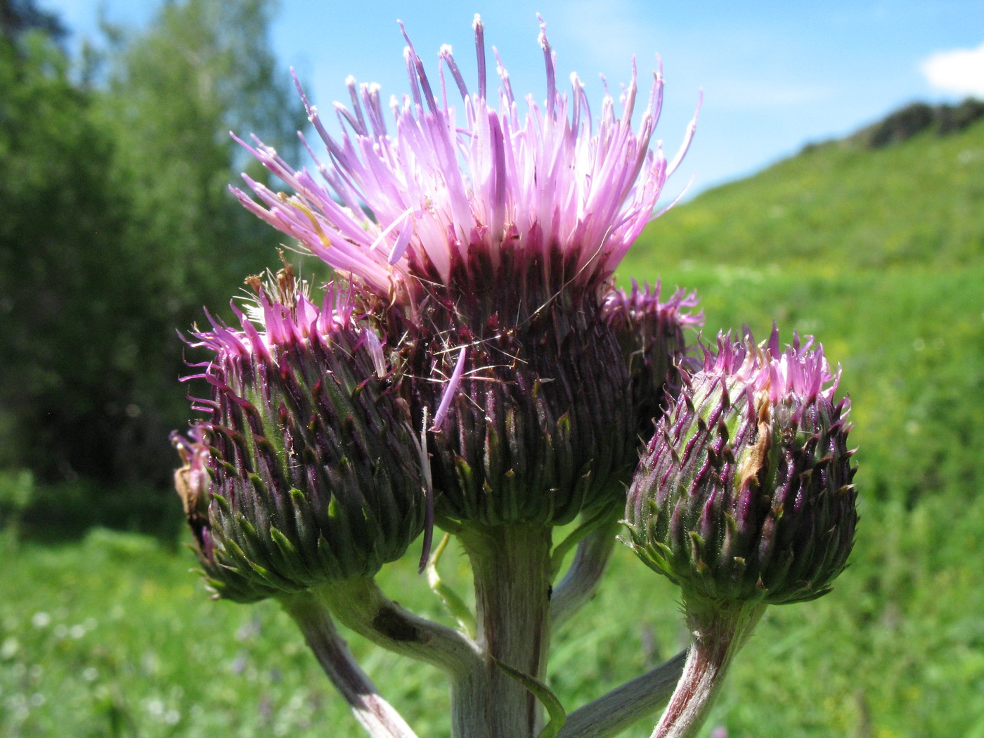 Изображение особи Cirsium helenioides.