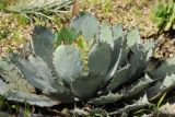 Agave guadalajarana. Вегетирующее растение. США, Калифорния, Сан-Франциско, ботанический сад. 14.02.2014.