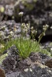 Gypsophila uralensis. Цветущее растение в расщелине камня. Свердловская обл., Карпинский городской округ, гора Серебрянский камень, зона горной тундры на выс. 1100-1280 м н.у.м. 18.07.2015.