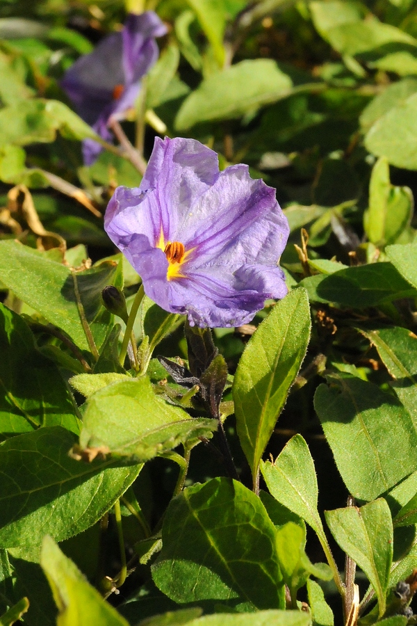 Image of Lycianthes rantonnetii specimen.