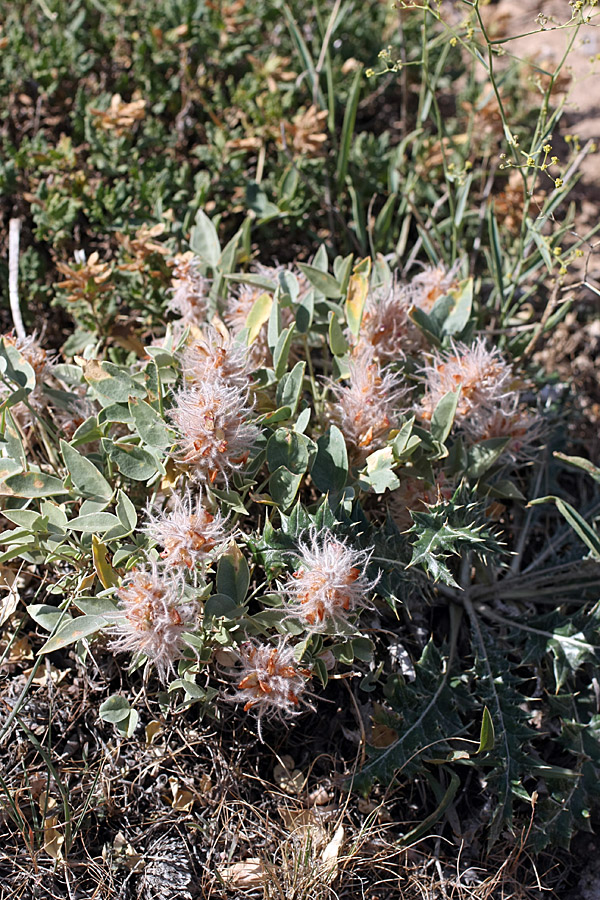 Изображение особи Hedysarum acutifolium.