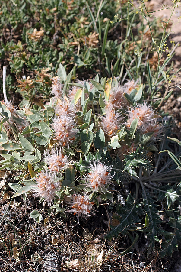 Image of Hedysarum acutifolium specimen.