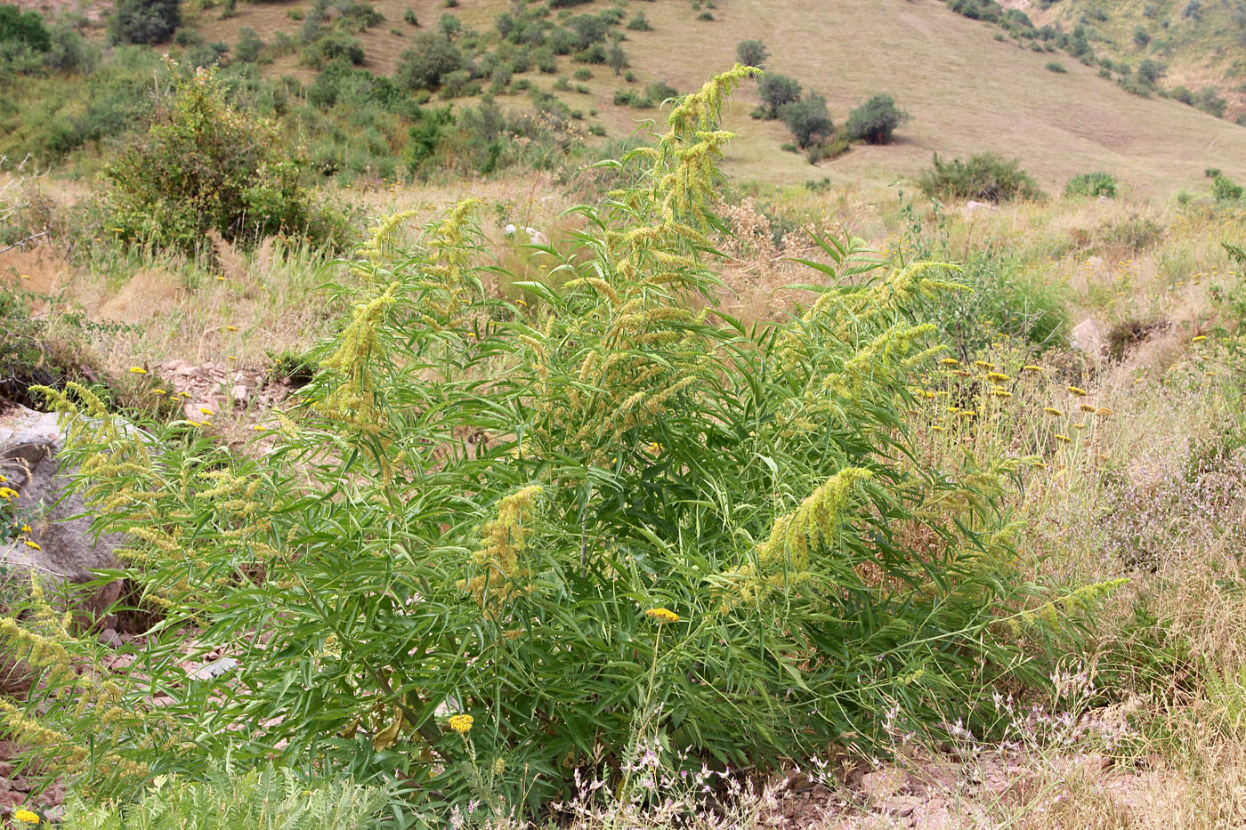 Image of Datisca cannabina specimen.