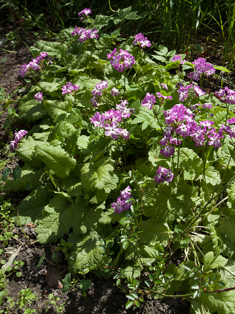 Изображение особи Primula sieboldii.