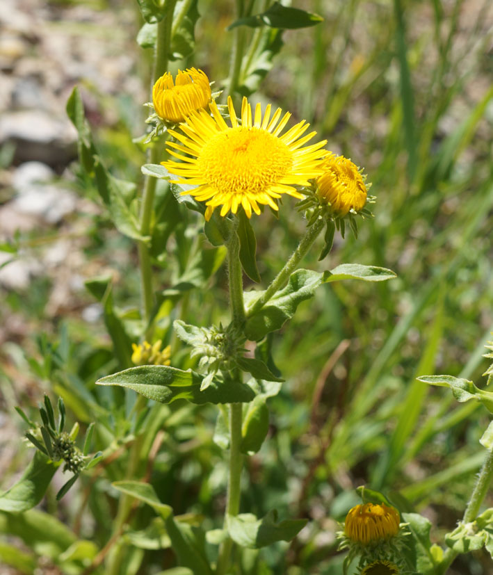 Image of Inula britannica specimen.