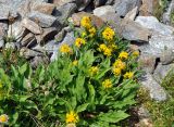 Solidago virgaurea subspecies caucasica. Цветущие растения. Карачаево-Черкесия, гора Мусса-Ачитара, выс. около 2700 м н.у.м., каменистый склон. 31.07.2014.