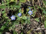 Gentiana squarrosa