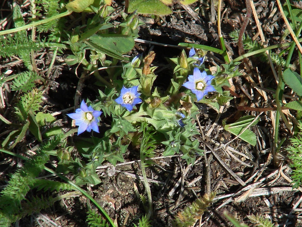 Изображение особи Gentiana squarrosa.