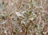 Atriplex halimus