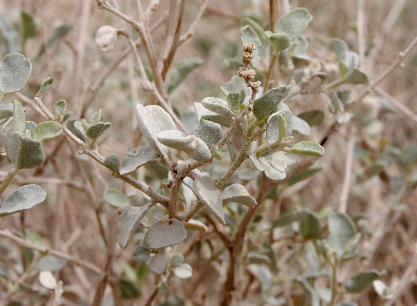 Image of Atriplex halimus specimen.