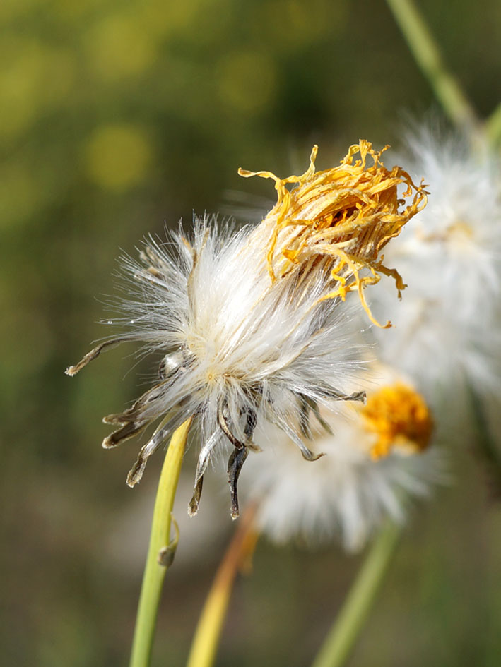 Image of Sonchus arvensis specimen.