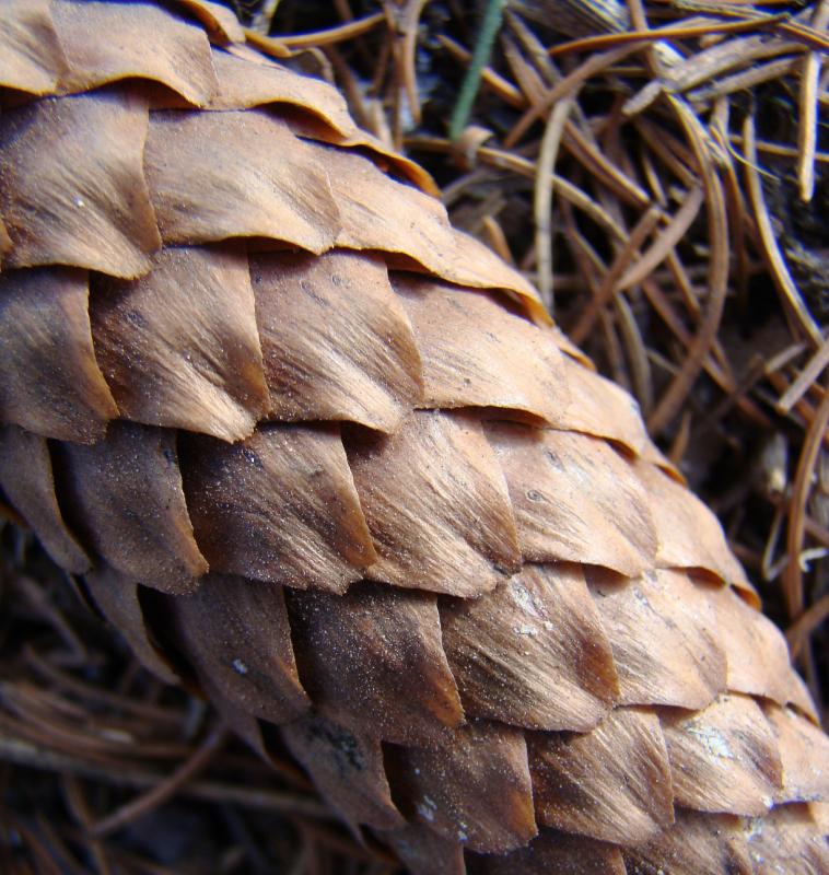 Image of Picea abies specimen.