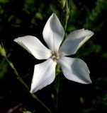 Dianthus lanceolatus