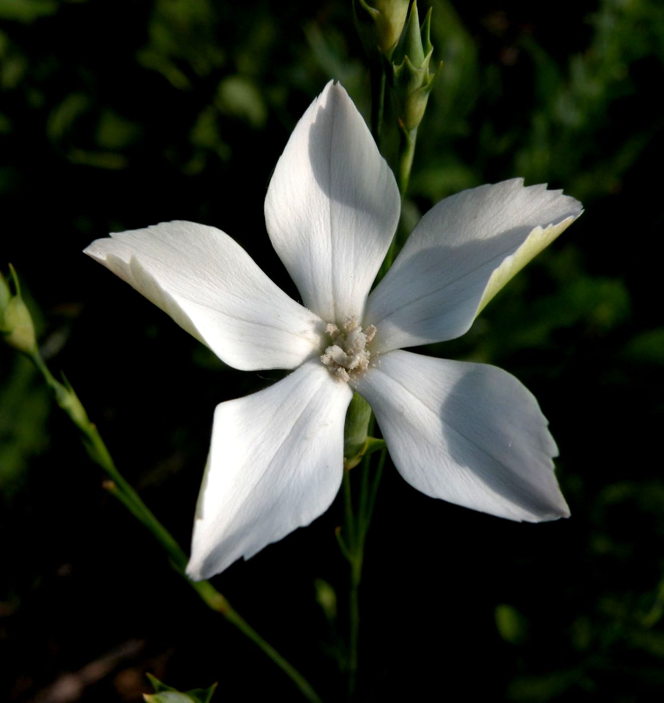 Изображение особи Dianthus lanceolatus.