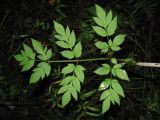 Angelica sylvestris