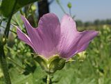 Malva thuringiaca