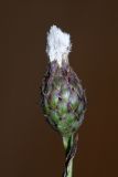 Saussurea grandifolia