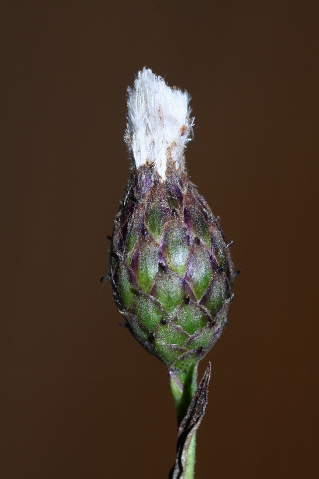 Image of Saussurea grandifolia specimen.