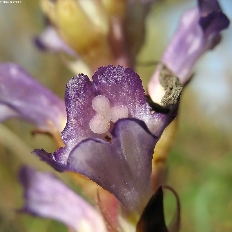 Image of Orobanche amoena specimen.