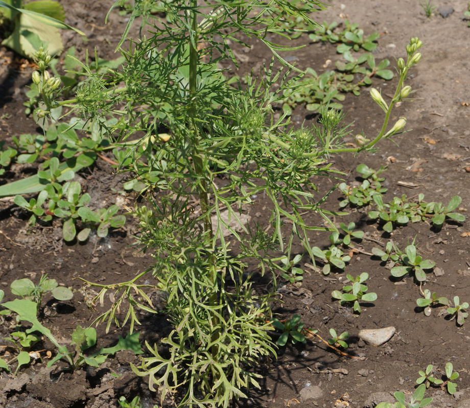 Image of Delphinium ajacis specimen.
