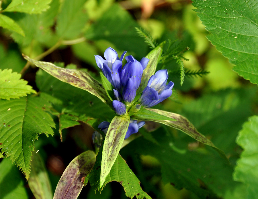 Изображение особи Gentiana triflora.