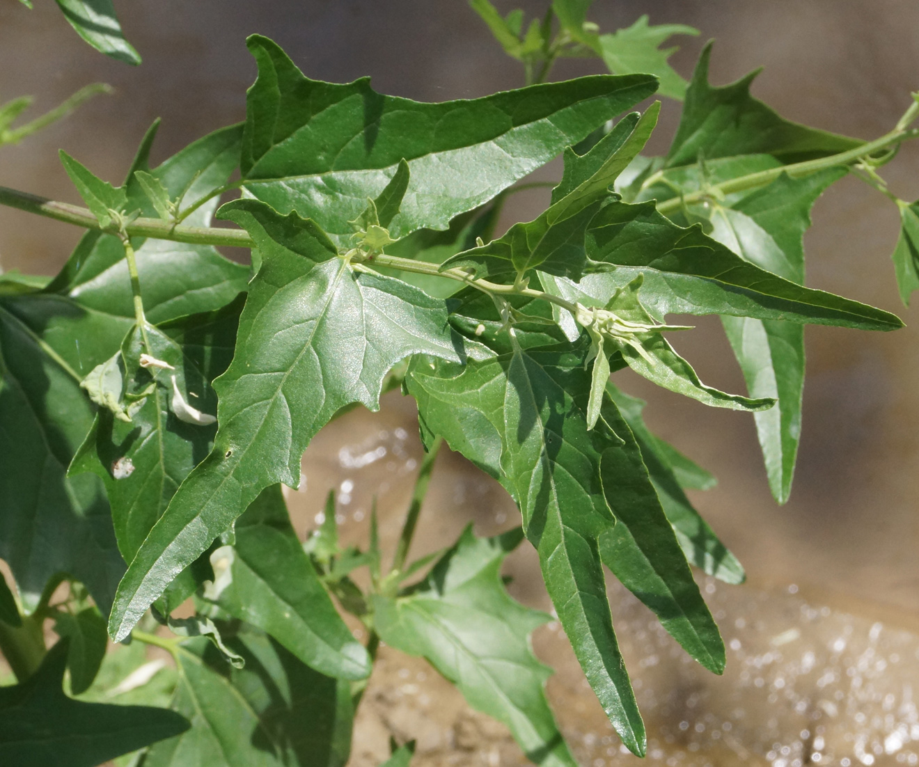 Изображение особи Atriplex sagittata.