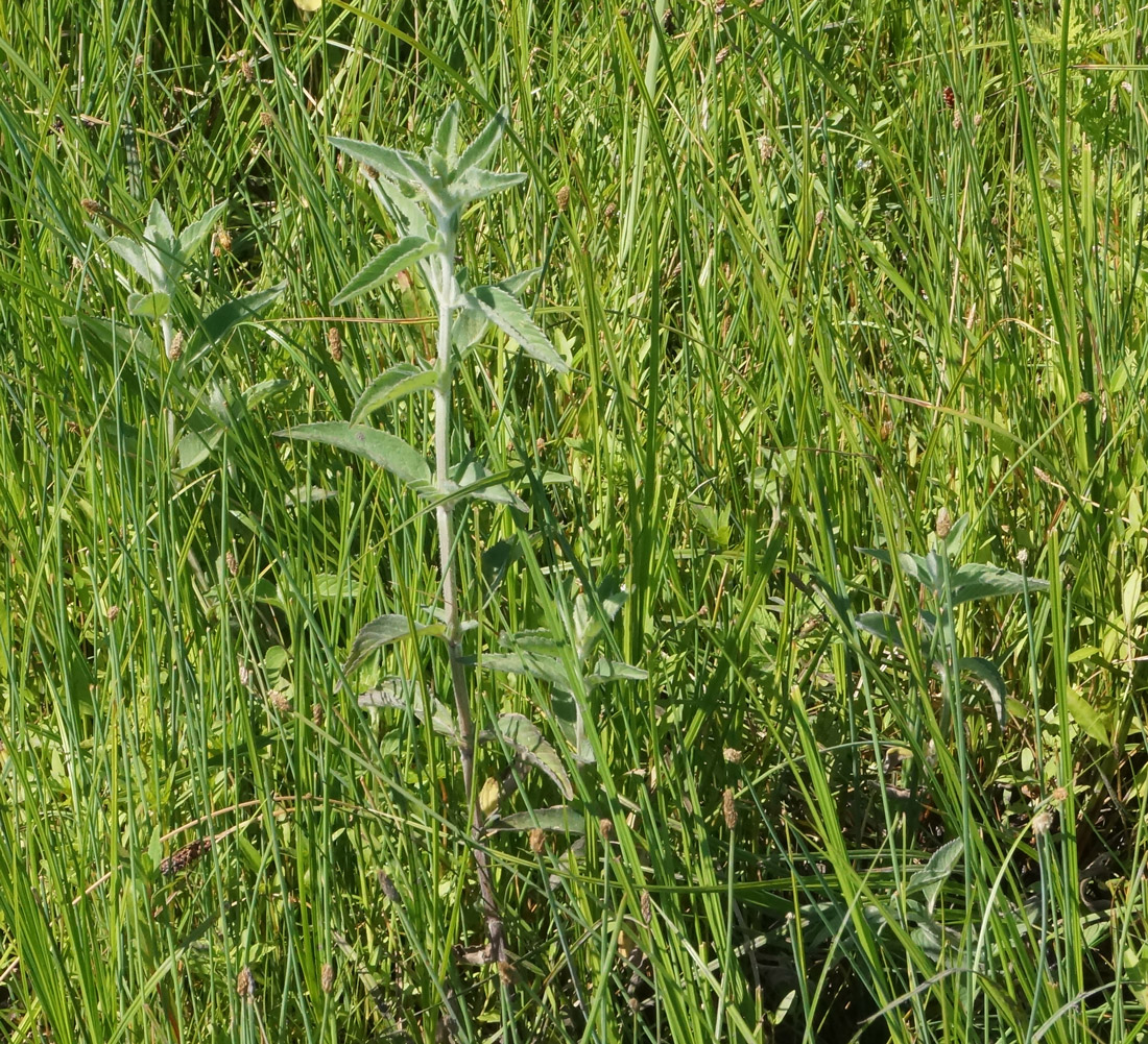 Image of Mentha asiatica specimen.