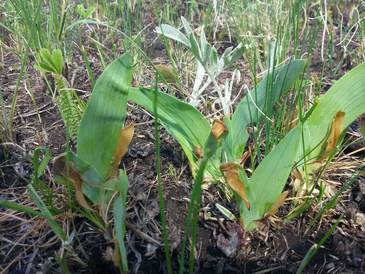 Image of Iris aphylla specimen.