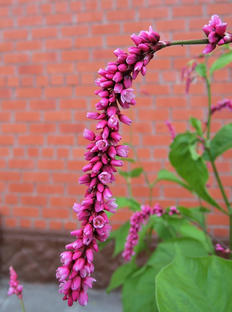 Изображение особи Persicaria orientalis.