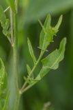 род Sisymbrium